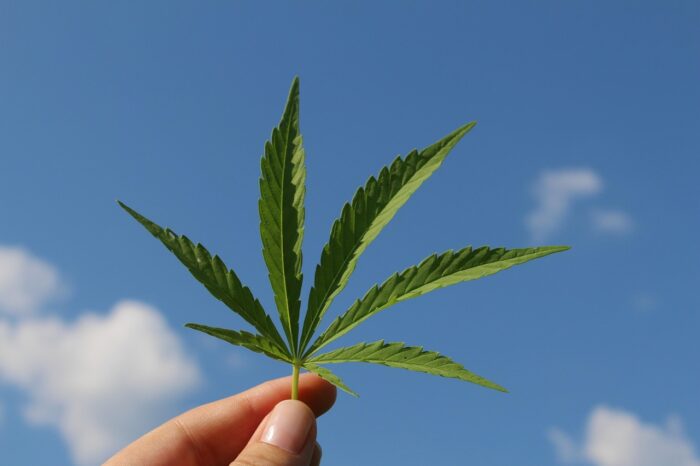 Piccolo manuale su cannabis e analoghi